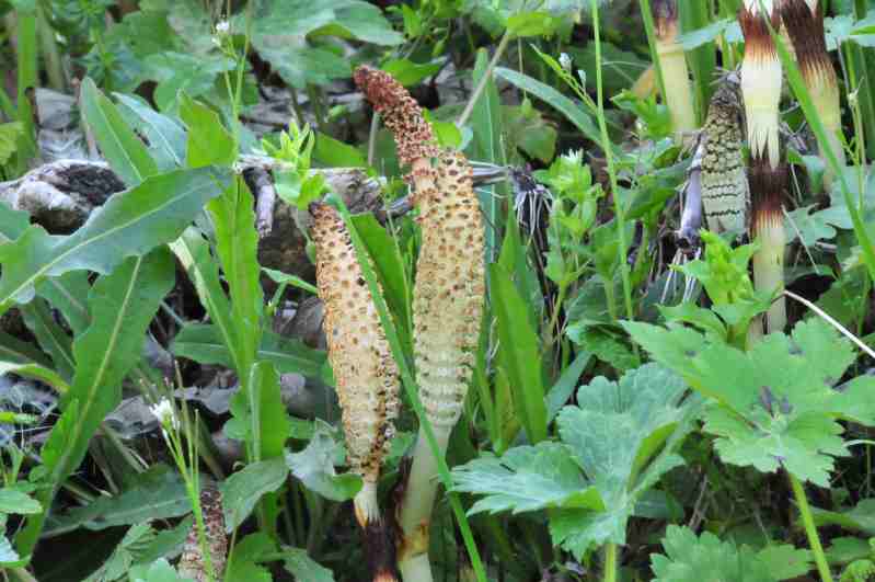 Equisetum telmateja